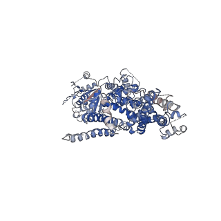 0636_6o6r_C_v1-3
Structure of the TRPM8 cold receptor by single particle electron cryo-microscopy, AMTB-bound state