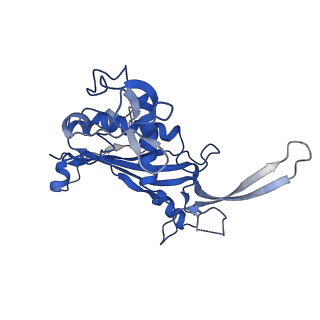 0640_6o7e_C_v1-1
Cryo-EM structure of Csm-crRNA-target RNA ternary complex in complex with AMPPNP in type III-A CRISPR-Cas system