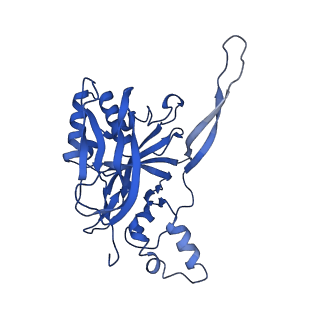 0640_6o7e_E_v1-2
Cryo-EM structure of Csm-crRNA-target RNA ternary complex in complex with AMPPNP in type III-A CRISPR-Cas system