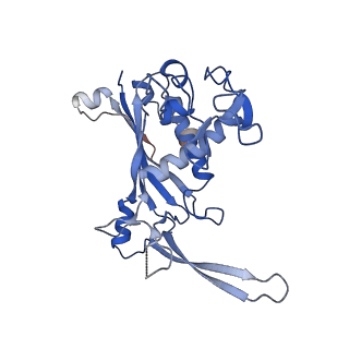 0641_6o7h_C_v1-2
Cryo-EM structure of Csm-crRNA-target RNA ternary complex in complex with cA4 in type III-A CRISPR-Cas system