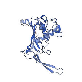 0642_6o7i_C_v1-1
Cryo-EM structure of Csm-crRNA-target RNA ternary bigger complex in complex with cA4 in type III-A CRISPR-Cas system