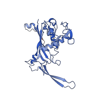 0642_6o7i_C_v1-2
Cryo-EM structure of Csm-crRNA-target RNA ternary bigger complex in complex with cA4 in type III-A CRISPR-Cas system