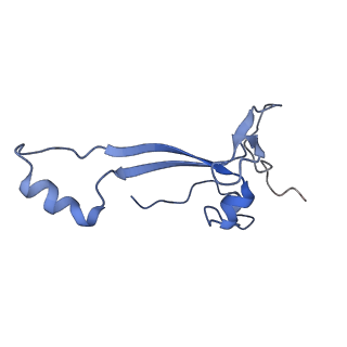 12758_7o80_AE_v1-3
Rabbit 80S ribosome in complex with eRF1 and ABCE1 stalled at the STOP codon in the mutated SARS-CoV-2 slippery site