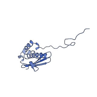 12758_7o80_Ap_v1-3
Rabbit 80S ribosome in complex with eRF1 and ABCE1 stalled at the STOP codon in the mutated SARS-CoV-2 slippery site