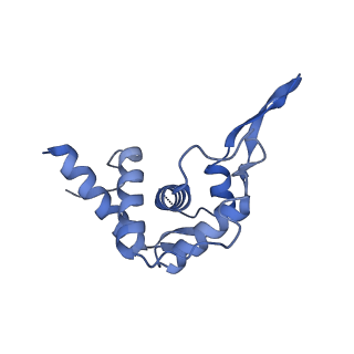 12758_7o80_As_v1-3
Rabbit 80S ribosome in complex with eRF1 and ABCE1 stalled at the STOP codon in the mutated SARS-CoV-2 slippery site