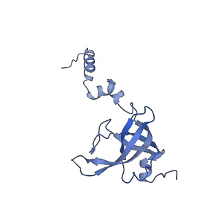 12758_7o80_Aw_v1-3
Rabbit 80S ribosome in complex with eRF1 and ABCE1 stalled at the STOP codon in the mutated SARS-CoV-2 slippery site