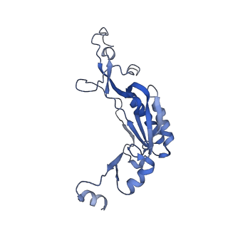 12758_7o80_BI_v1-3
Rabbit 80S ribosome in complex with eRF1 and ABCE1 stalled at the STOP codon in the mutated SARS-CoV-2 slippery site