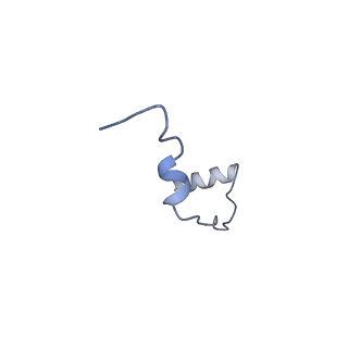 12759_7o81_AD_v1-2
Rabbit 80S ribosome colliding in another ribosome stalled by the SARS-CoV-2 pseudoknot