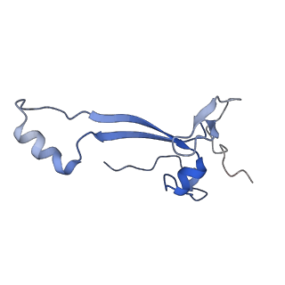 12759_7o81_AE_v1-2
Rabbit 80S ribosome colliding in another ribosome stalled by the SARS-CoV-2 pseudoknot