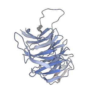 12759_7o81_AF_v1-2
Rabbit 80S ribosome colliding in another ribosome stalled by the SARS-CoV-2 pseudoknot