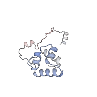 12759_7o81_AU_v1-2
Rabbit 80S ribosome colliding in another ribosome stalled by the SARS-CoV-2 pseudoknot