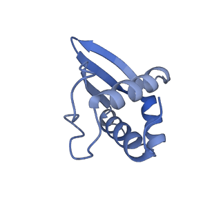 12759_7o81_Aj_v1-2
Rabbit 80S ribosome colliding in another ribosome stalled by the SARS-CoV-2 pseudoknot