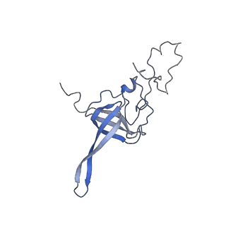 12759_7o81_Ak_v1-2
Rabbit 80S ribosome colliding in another ribosome stalled by the SARS-CoV-2 pseudoknot