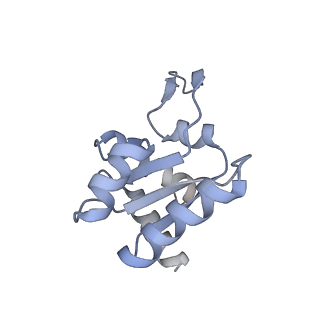 12759_7o81_Al_v1-2
Rabbit 80S ribosome colliding in another ribosome stalled by the SARS-CoV-2 pseudoknot