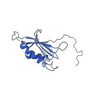 12759_7o81_An_v1-2
Rabbit 80S ribosome colliding in another ribosome stalled by the SARS-CoV-2 pseudoknot