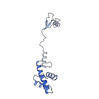 12759_7o81_Aq_v1-2
Rabbit 80S ribosome colliding in another ribosome stalled by the SARS-CoV-2 pseudoknot