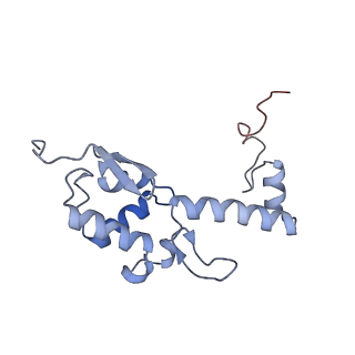 12759_7o81_Ar_v1-2
Rabbit 80S ribosome colliding in another ribosome stalled by the SARS-CoV-2 pseudoknot