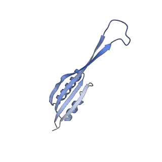 12759_7o81_At_v1-2
Rabbit 80S ribosome colliding in another ribosome stalled by the SARS-CoV-2 pseudoknot