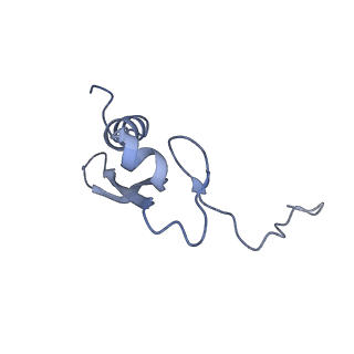 12759_7o81_Au_v1-2
Rabbit 80S ribosome colliding in another ribosome stalled by the SARS-CoV-2 pseudoknot