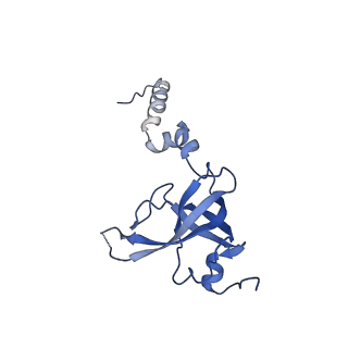 12759_7o81_Aw_v1-2
Rabbit 80S ribosome colliding in another ribosome stalled by the SARS-CoV-2 pseudoknot