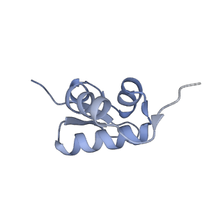 12759_7o81_Ay_v3-0
Rabbit 80S ribosome colliding in another ribosome stalled by the SARS-CoV-2 pseudoknot