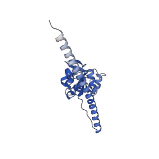 12759_7o81_BF_v1-2
Rabbit 80S ribosome colliding in another ribosome stalled by the SARS-CoV-2 pseudoknot