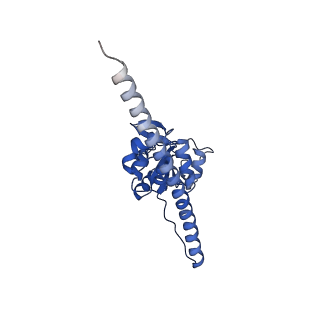 12759_7o81_BF_v3-0
Rabbit 80S ribosome colliding in another ribosome stalled by the SARS-CoV-2 pseudoknot