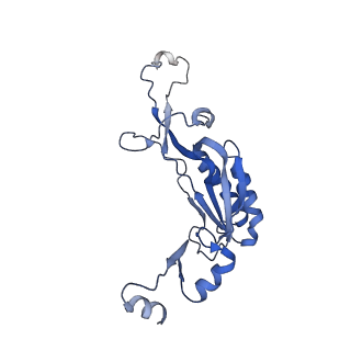 12759_7o81_BI_v1-2
Rabbit 80S ribosome colliding in another ribosome stalled by the SARS-CoV-2 pseudoknot
