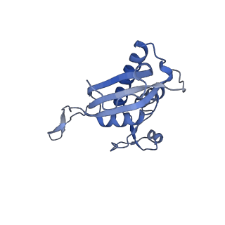 12759_7o81_BP_v1-2
Rabbit 80S ribosome colliding in another ribosome stalled by the SARS-CoV-2 pseudoknot