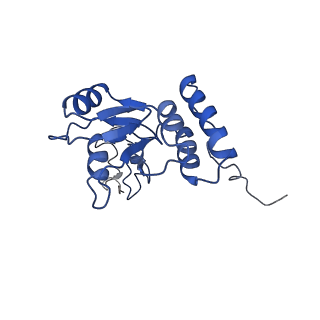 12759_7o81_BQ_v1-2
Rabbit 80S ribosome colliding in another ribosome stalled by the SARS-CoV-2 pseudoknot