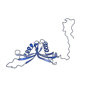 12759_7o81_BS_v1-2
Rabbit 80S ribosome colliding in another ribosome stalled by the SARS-CoV-2 pseudoknot