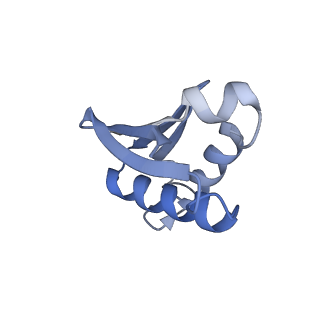 12759_7o81_BU_v1-2
Rabbit 80S ribosome colliding in another ribosome stalled by the SARS-CoV-2 pseudoknot