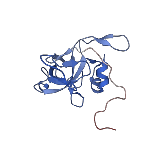 12759_7o81_BV_v1-2
Rabbit 80S ribosome colliding in another ribosome stalled by the SARS-CoV-2 pseudoknot