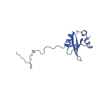 12759_7o81_BX_v1-2
Rabbit 80S ribosome colliding in another ribosome stalled by the SARS-CoV-2 pseudoknot