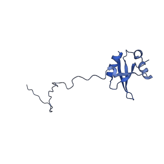 12759_7o81_BX_v3-0
Rabbit 80S ribosome colliding in another ribosome stalled by the SARS-CoV-2 pseudoknot