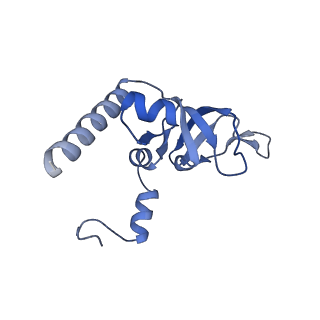 12759_7o81_BY_v1-2
Rabbit 80S ribosome colliding in another ribosome stalled by the SARS-CoV-2 pseudoknot