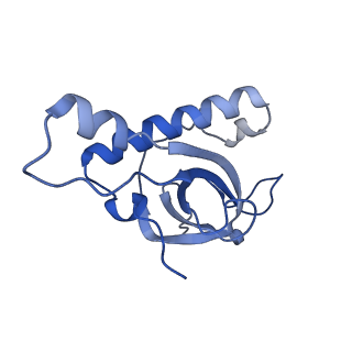 12759_7o81_BZ_v1-2
Rabbit 80S ribosome colliding in another ribosome stalled by the SARS-CoV-2 pseudoknot
