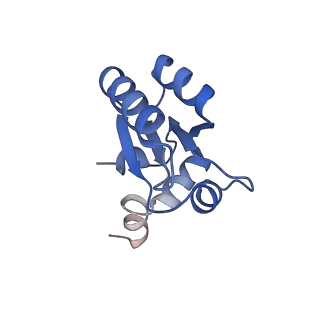 12759_7o81_Bc_v1-2
Rabbit 80S ribosome colliding in another ribosome stalled by the SARS-CoV-2 pseudoknot