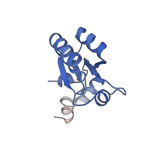 12759_7o81_Bc_v3-0
Rabbit 80S ribosome colliding in another ribosome stalled by the SARS-CoV-2 pseudoknot