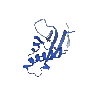 12759_7o81_Bd_v1-2
Rabbit 80S ribosome colliding in another ribosome stalled by the SARS-CoV-2 pseudoknot