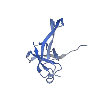 12759_7o81_Bf_v1-2
Rabbit 80S ribosome colliding in another ribosome stalled by the SARS-CoV-2 pseudoknot