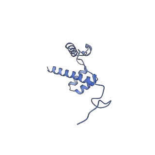 12759_7o81_Bi_v1-2
Rabbit 80S ribosome colliding in another ribosome stalled by the SARS-CoV-2 pseudoknot