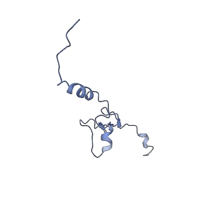 12759_7o81_Bj_v1-2
Rabbit 80S ribosome colliding in another ribosome stalled by the SARS-CoV-2 pseudoknot