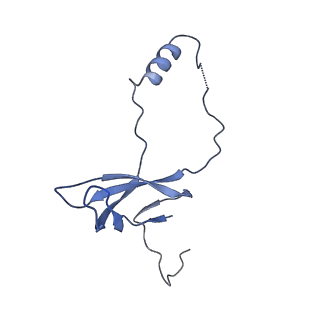 12759_7o81_Bo_v1-2
Rabbit 80S ribosome colliding in another ribosome stalled by the SARS-CoV-2 pseudoknot