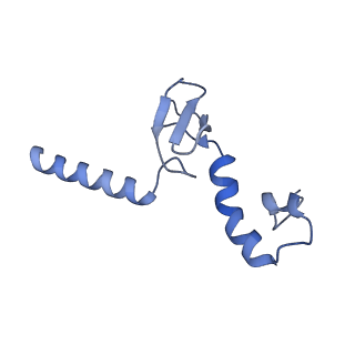 12759_7o81_Bp_v1-2
Rabbit 80S ribosome colliding in another ribosome stalled by the SARS-CoV-2 pseudoknot