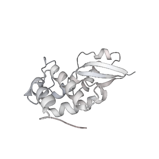 12759_7o81_Bt_v1-2
Rabbit 80S ribosome colliding in another ribosome stalled by the SARS-CoV-2 pseudoknot