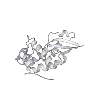 12759_7o81_Bt_v3-0
Rabbit 80S ribosome colliding in another ribosome stalled by the SARS-CoV-2 pseudoknot
