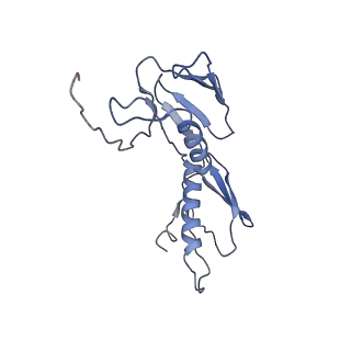 0660_6o90_G_v1-1
Cryo-EM image reconstruction of the 70S Ribosome Enterococcus faecalis Class05