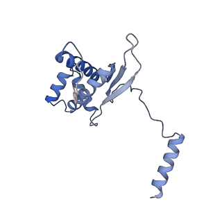 12763_7o9k_O_v1-0
Human mitochondrial ribosome large subunit assembly intermediate with MTERF4-NSUN4, MRM2, MTG1, the MALSU module, GTPBP5 and mtEF-Tu