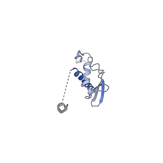 12763_7o9k_p_v1-0
Human mitochondrial ribosome large subunit assembly intermediate with MTERF4-NSUN4, MRM2, MTG1, the MALSU module, GTPBP5 and mtEF-Tu